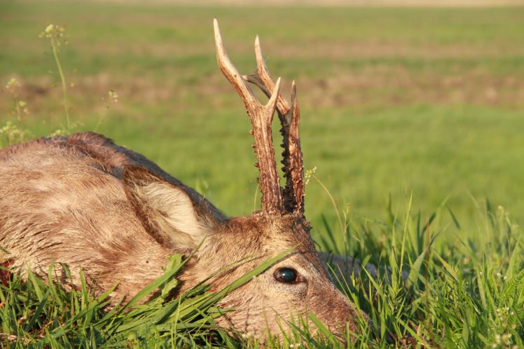 őzbak vadászat, Cigánd